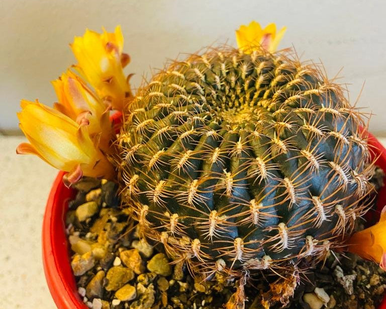 Rebutia Cactus – Vibrant Blooming Miniature Cactus for Sale