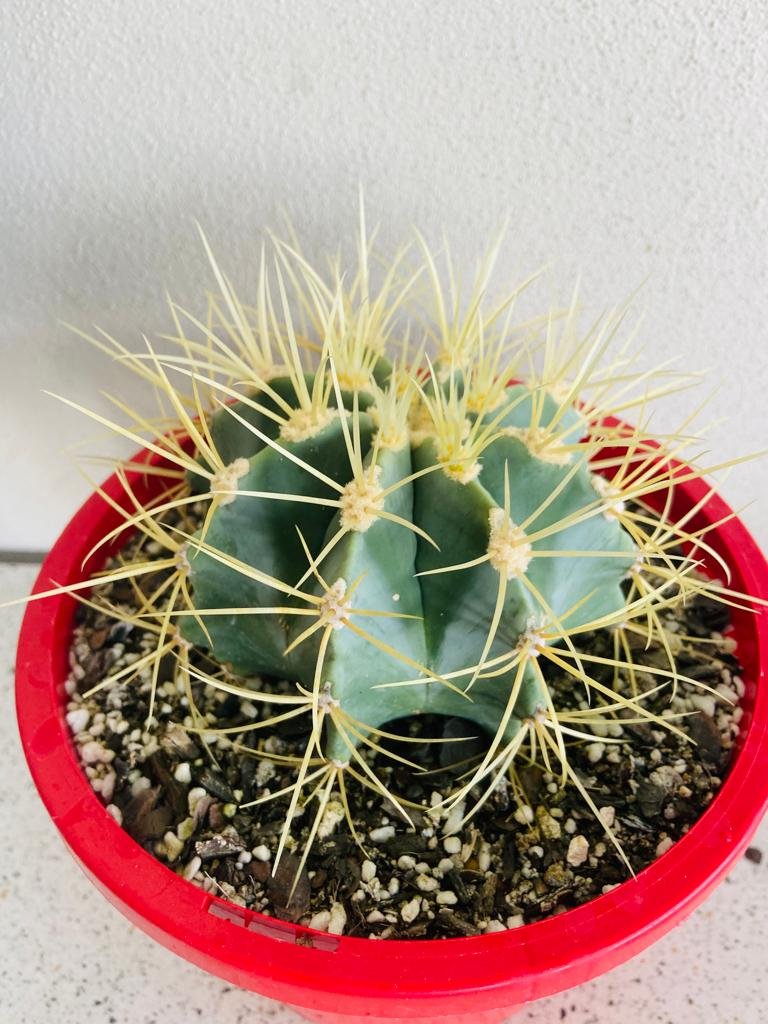 Ferocactus Glauscens