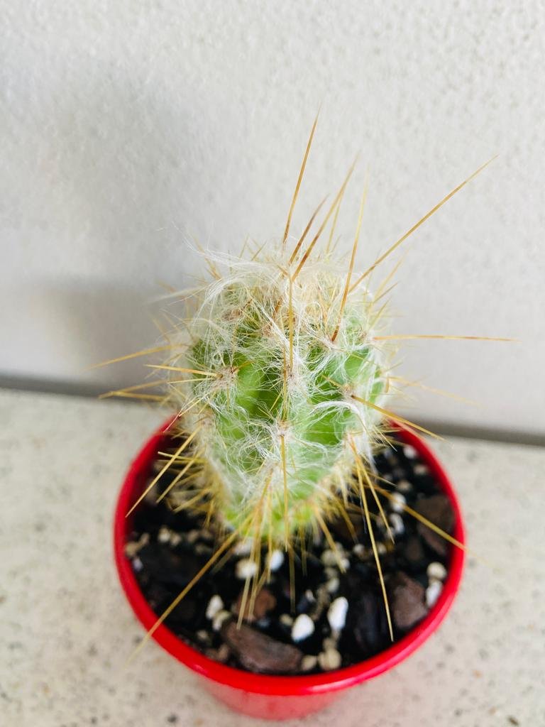 Cacti - Oreocereus Old Man of the Andes - Doelzianus
