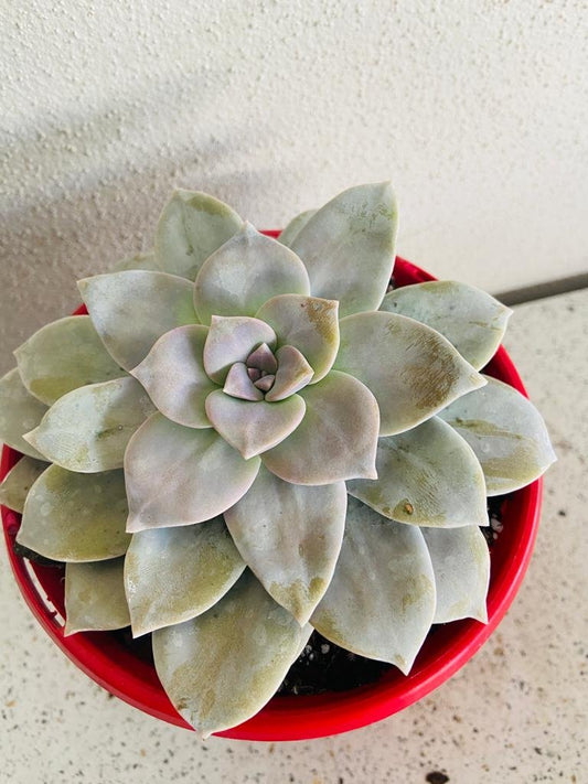 Graptopetalum Superbum 130mm