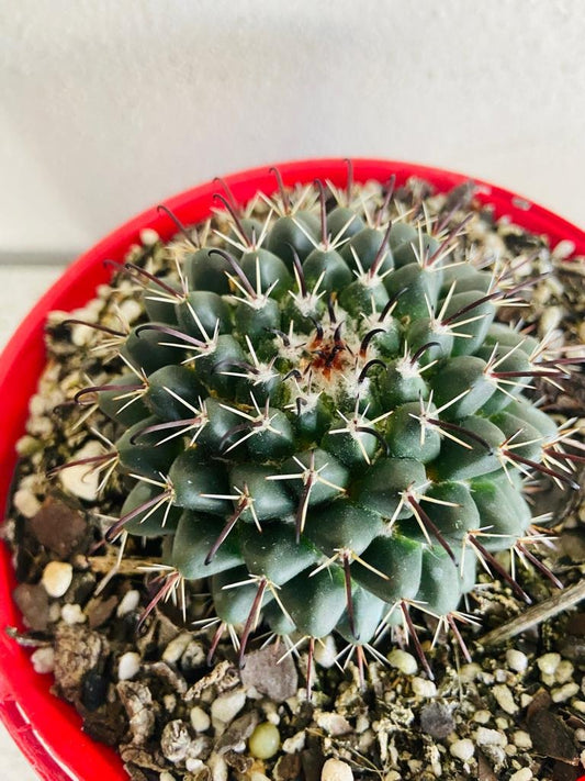 Pincushion Cactus