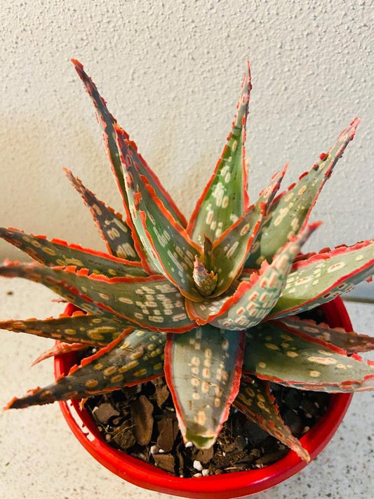 Aloe Hybrid Vesta 130mm