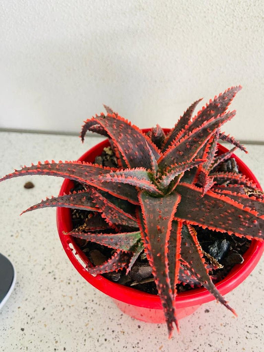 Aloe Hybrid Christmas Carol 130mm
