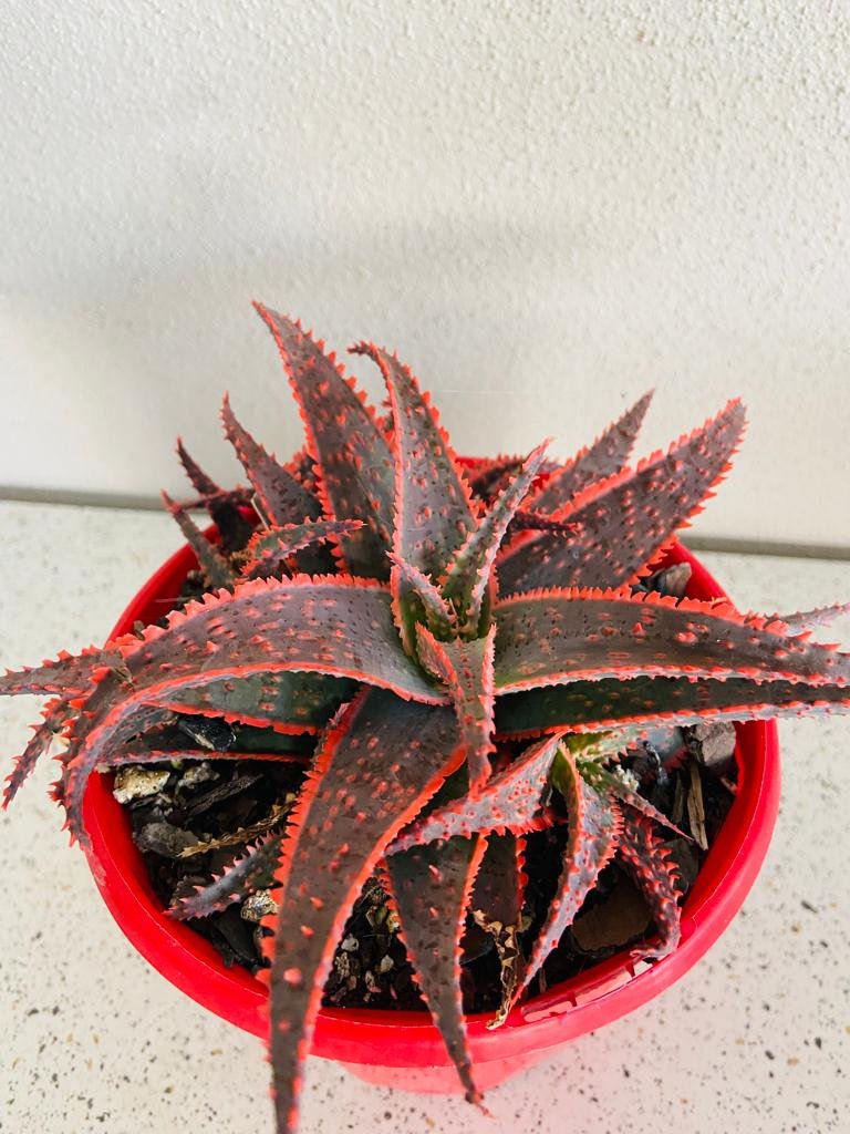 Aloe Hybrid Christmas Carol 130mm