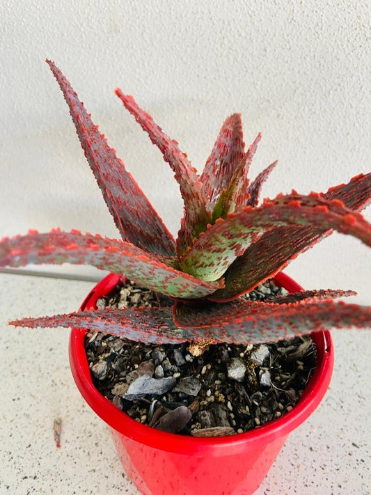Aloe Hybrid Fish Series Snapper 130mm