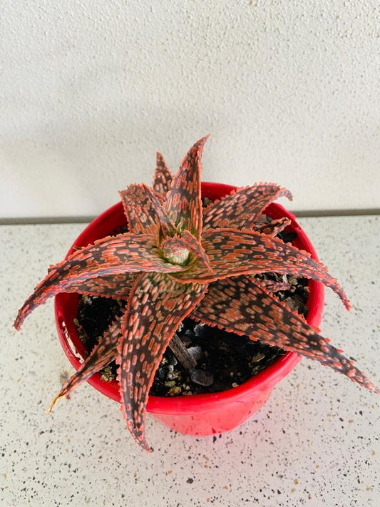 Aloe Hybrid Fish Series Pike 130mm