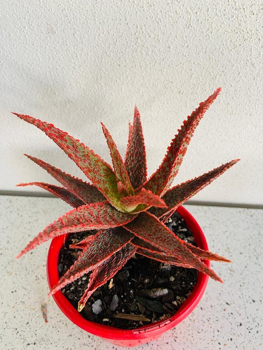 Aloe Hybrid Juno 130mm