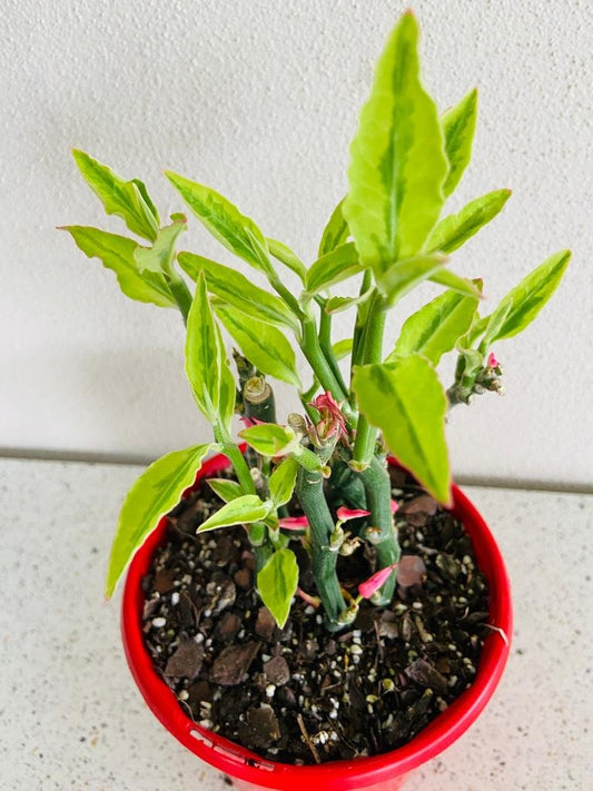 Euphorbia Tithymaloides-130mm