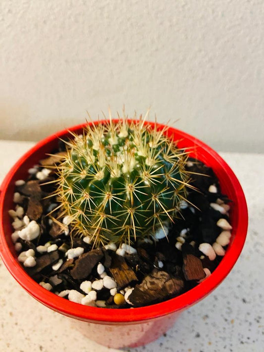 Cacti - Parodia Roseoluteus -100mm