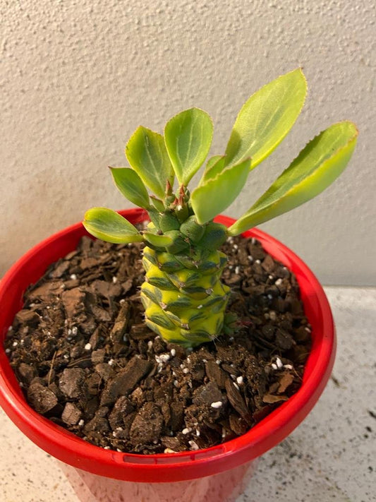Monadenium Ritchiei Variegated 130mm