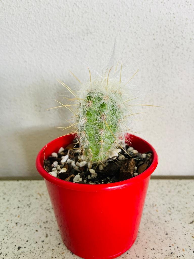 Cacti - Oreocereus Old Man of the Andes Doelzianus #1