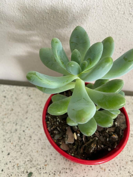 Sedum 'Astrid'