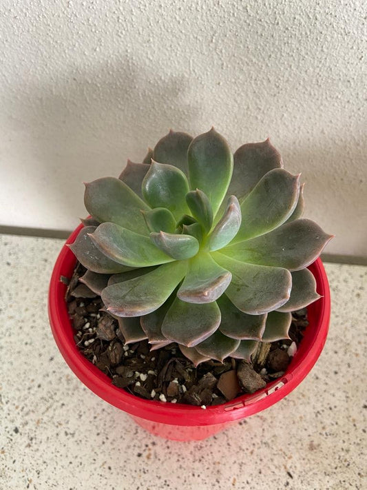Echeveria Virgo 130mm