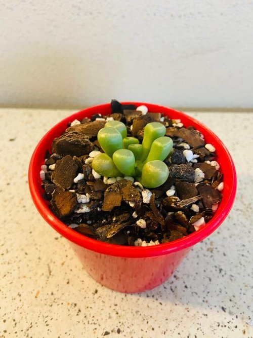 Fenestraria Baby's Toes With 80mm Pot