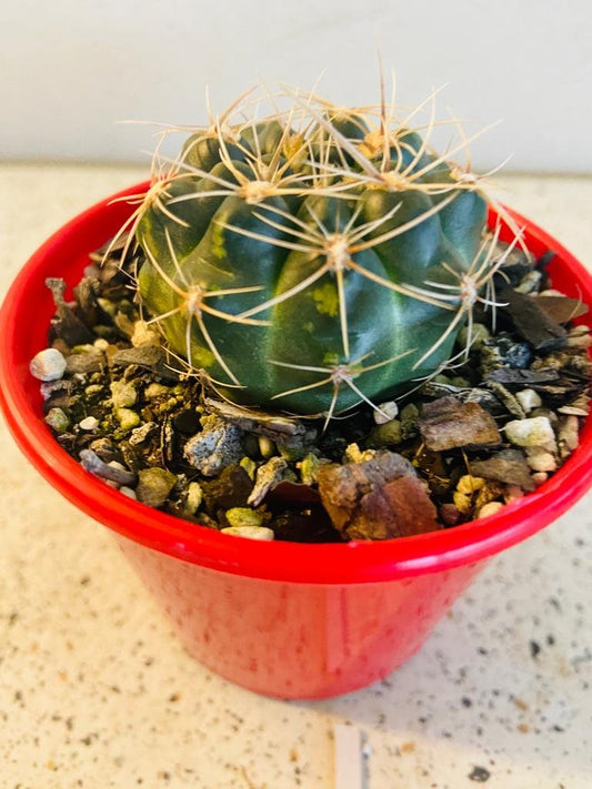Cacti - Gymnocalycium Netrelianum