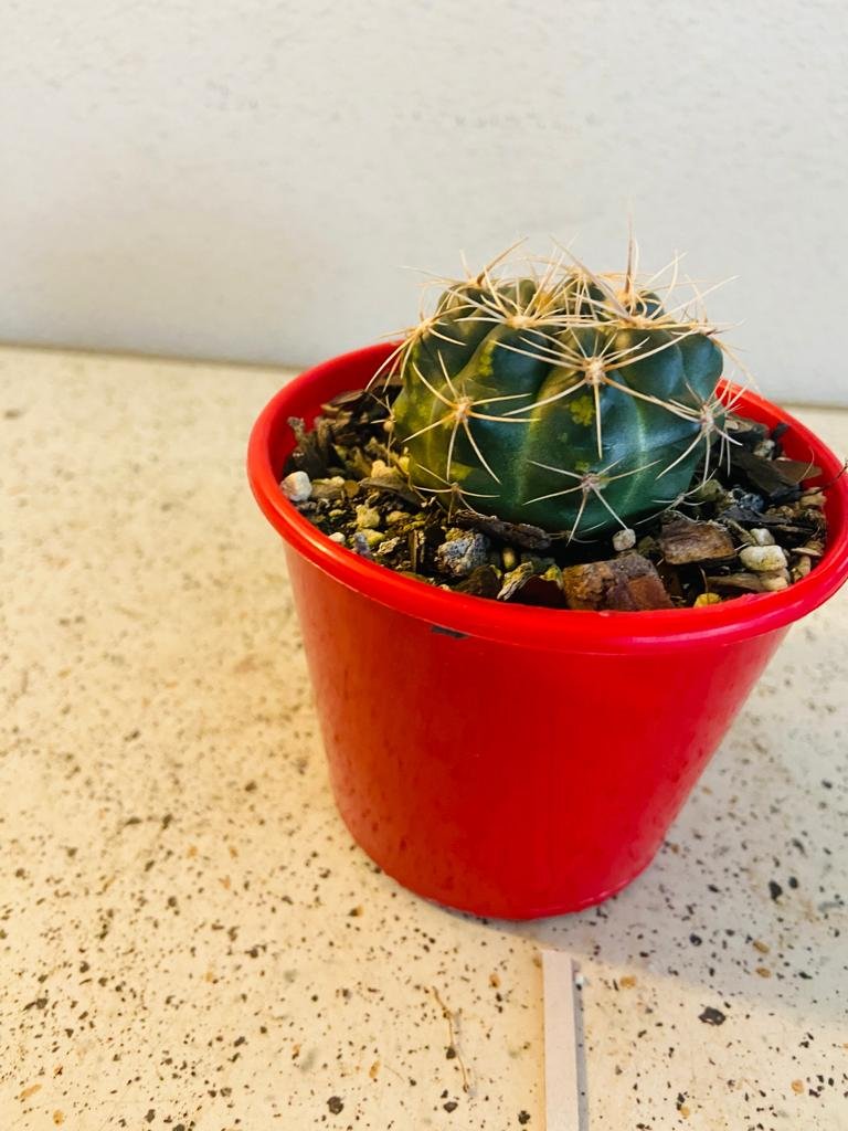Cacti - Gymnocalycium Netrelianum