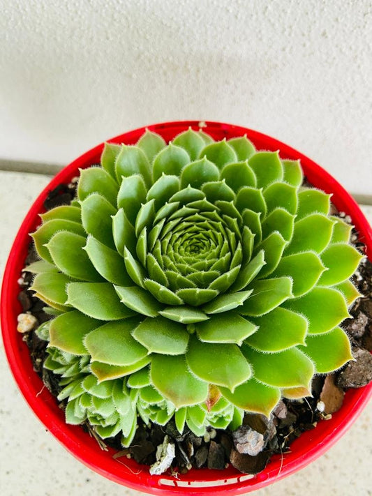 Sempervivum