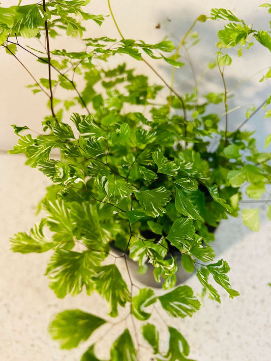 Adiantum Raddianum 'Variegatum' Maidenhair