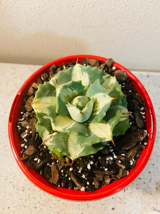 Agave Isthmensis Oji Raijin 130mm