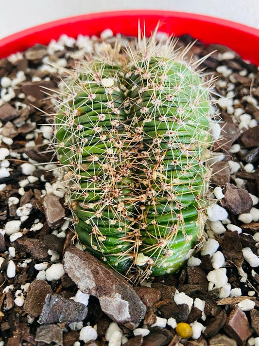 Echinopsis Crested- 190mm