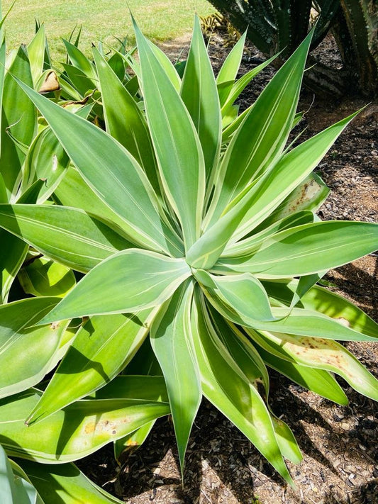 Foxtail Agave Attenuata Tandara Tiger