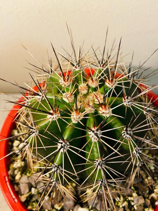 Cacti - Carneglea Gigantea Saguaro Cactus #98