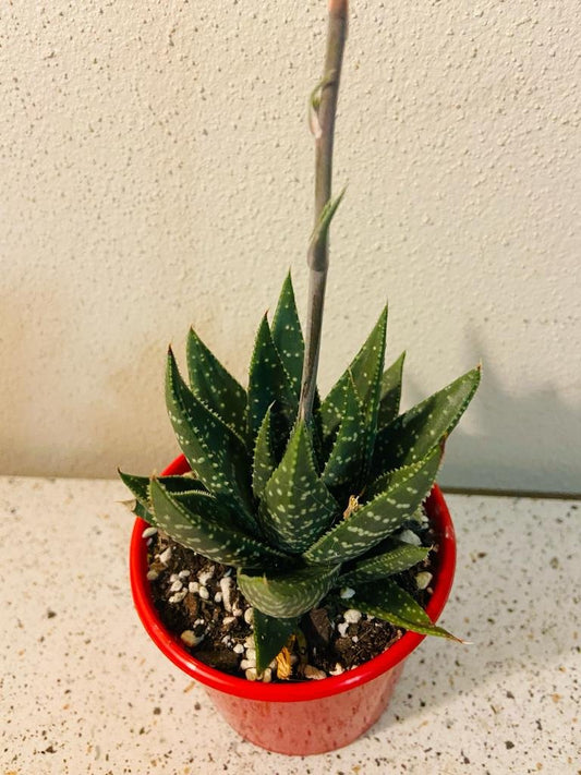 Gasteria X Aloe Kabela Green Form-80mm