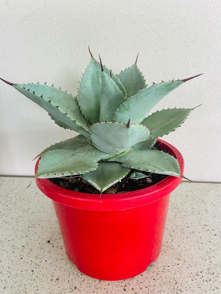 Agave Dragon Toes - 210mm Pot Size Plant