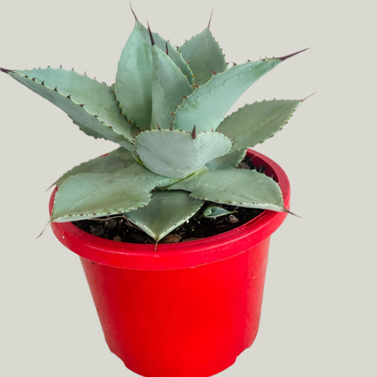 Agave Dragon Toes - 210mm Pot Size Plant