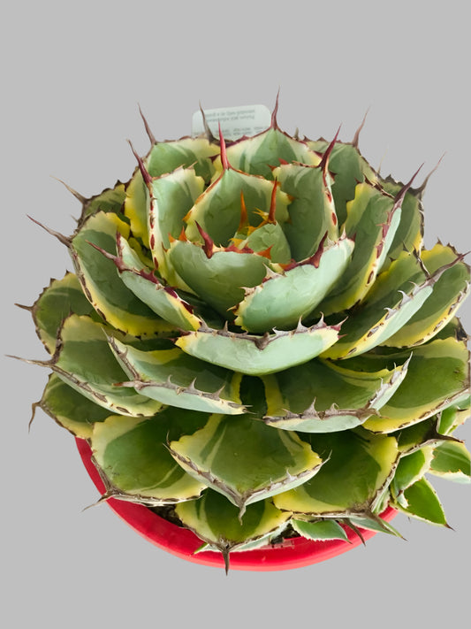 Agave Kissho Kan Variegated - 210mm Pot Size Plant