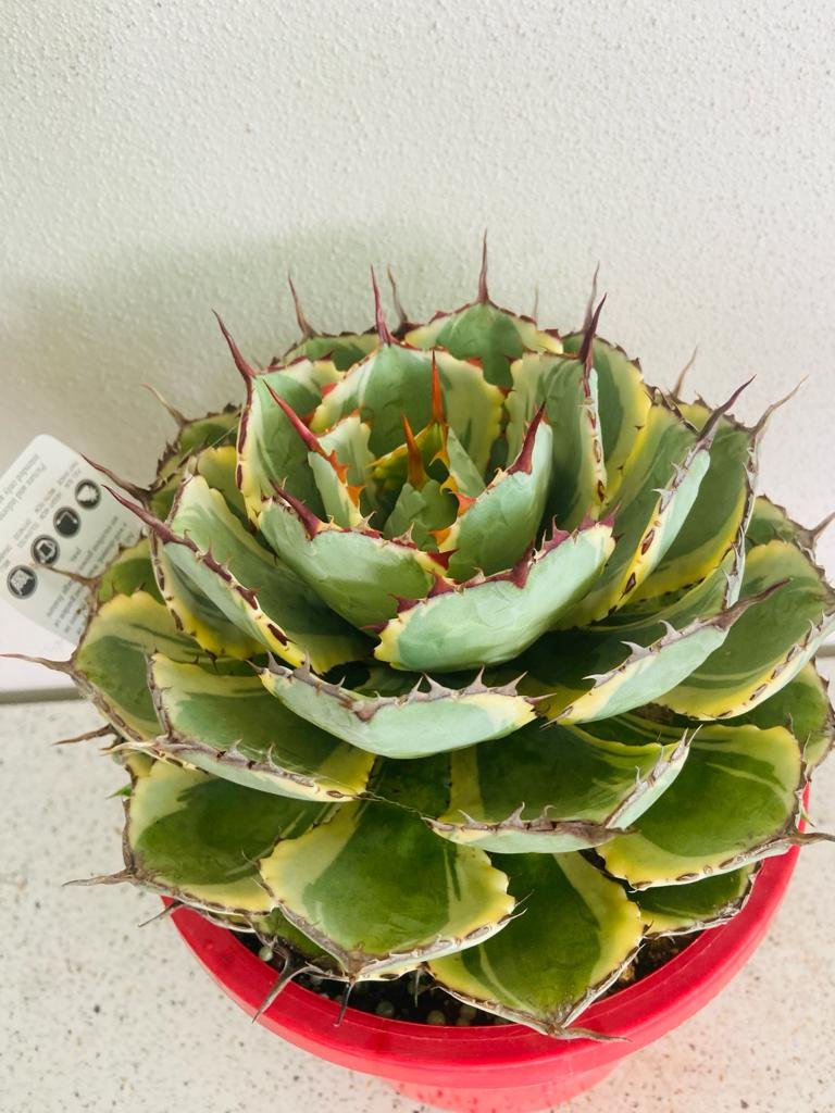 Agave Kissho Kan Variegated - 210mm Pot Size Plant