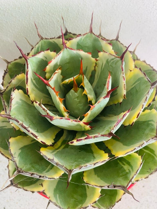 Agave Kissho Kan Variegated - 210mm Pot Size Plant