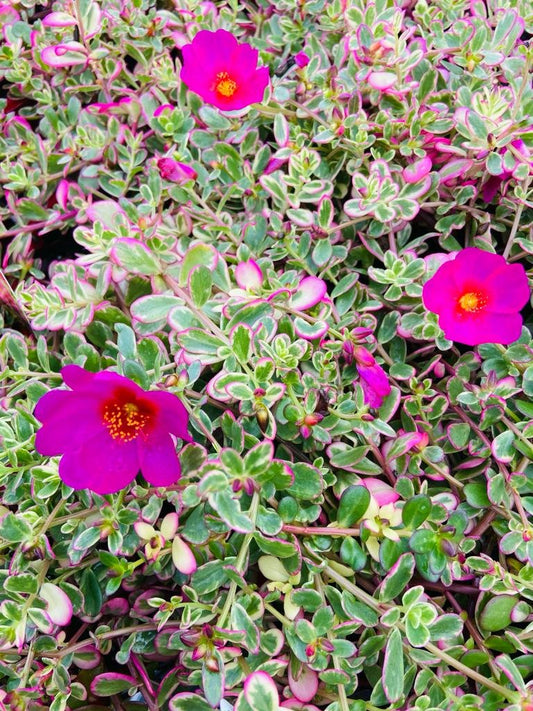 Portulaca Variegated Sunjewels
