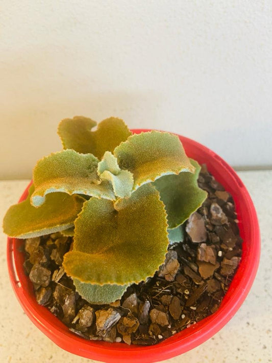 Kalanchoe Beharensis Monstrose