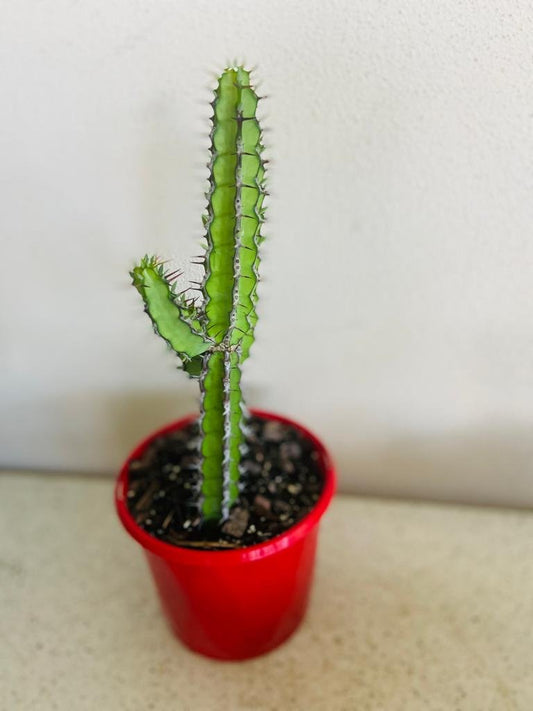 Euphorbia Zoutpansbergensis– A Sculptural Icon from the African Savanna