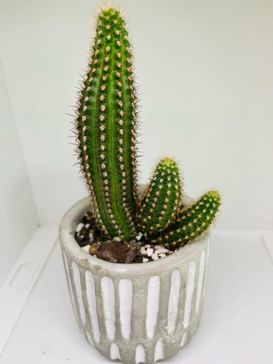 Cacti - Chamaecereus Peanut Cactus Hot Pink - Evergreen Guardian