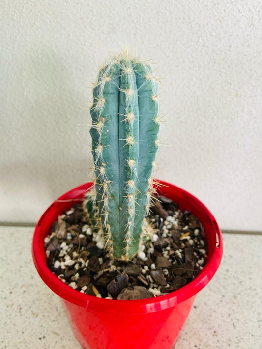 pilocereus cactus (Cereus Azureus)