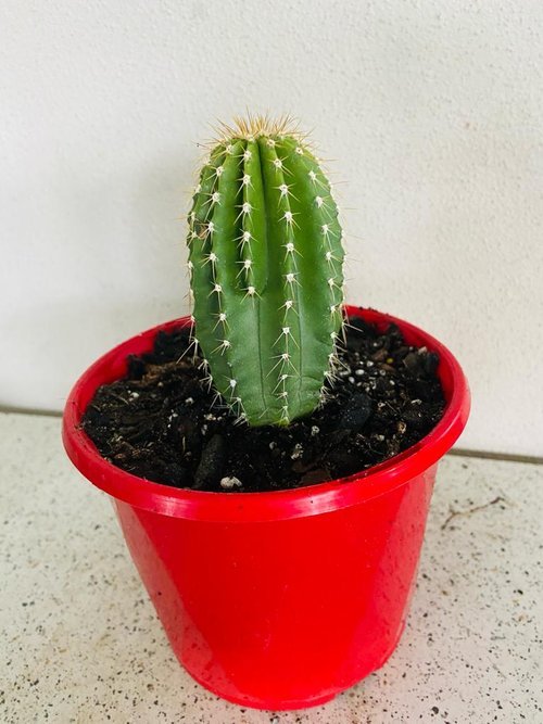 Cacti- Nebuxbaumia Polylopha