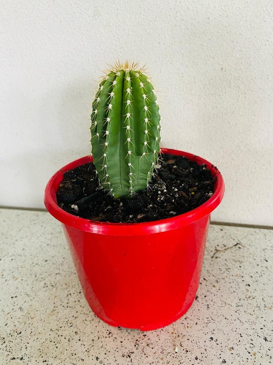 Cacti - Neobuxbaumia Euphorbioides