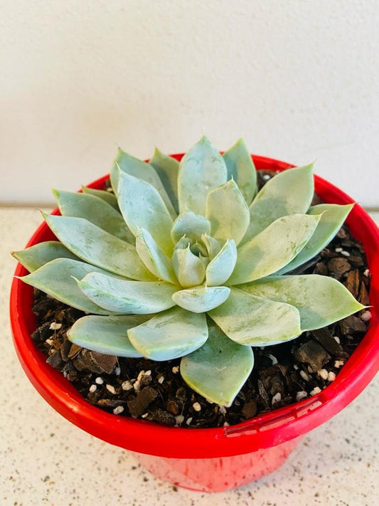 Echeveria Snow Bunny 130mm