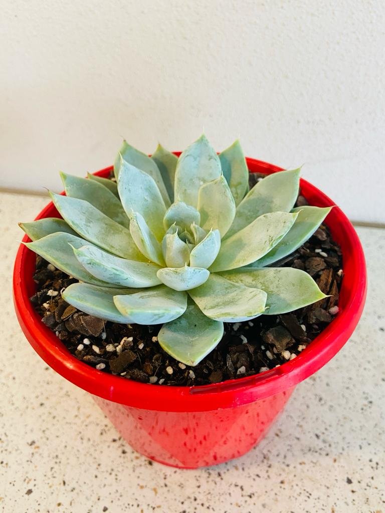 Echeveria Snow Bunny 130mm