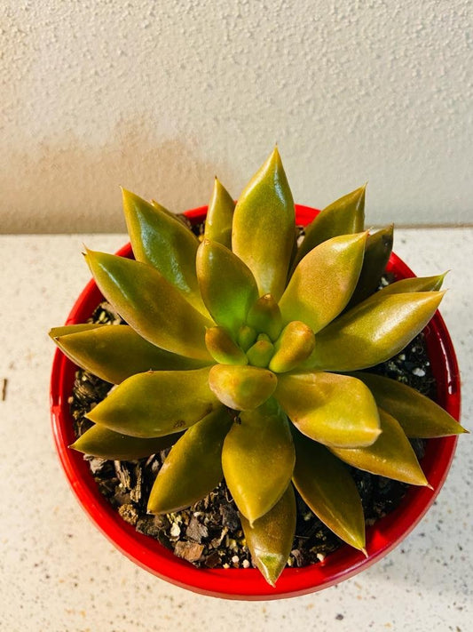 Echeveria Tolimanensis Grey 130mm