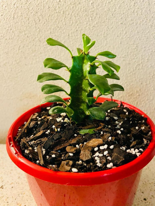 Euphorbia Ingens 130mm pot size