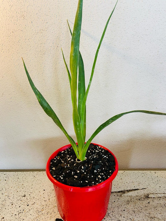 Diacaena Dragon Tree