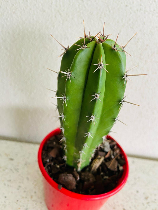 Cacti Polaskia