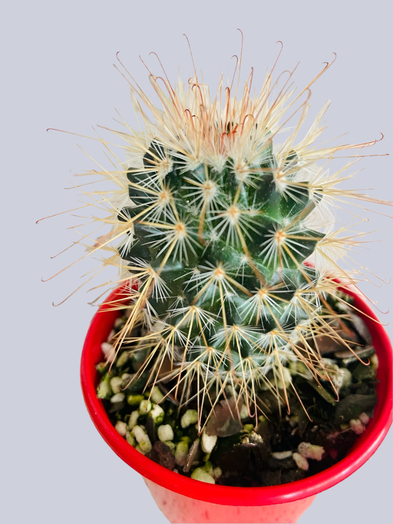 10 Cups Custom Soil Mix For Cactus & Spined Succulents - Fast Draining, US Made