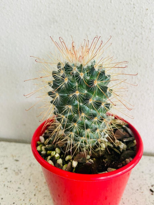 Cacti Pincushion Cactus Magnifica