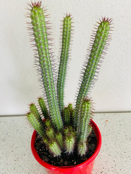 Euphorbia Baioensis