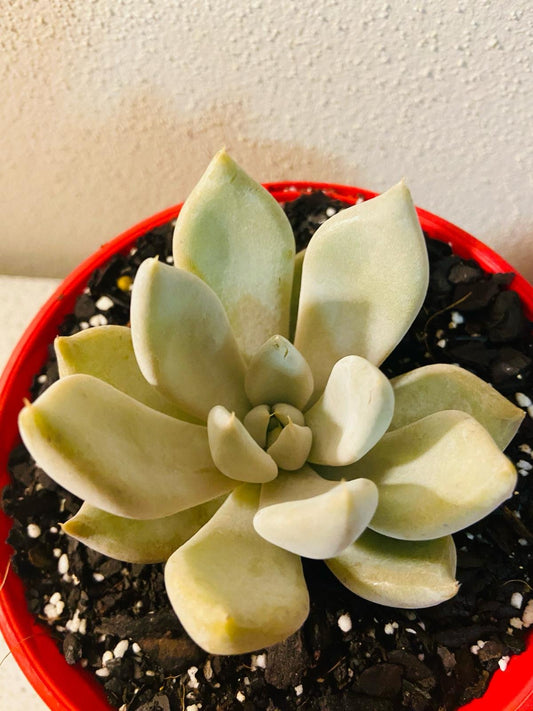 Echeveria Beverley 130mm