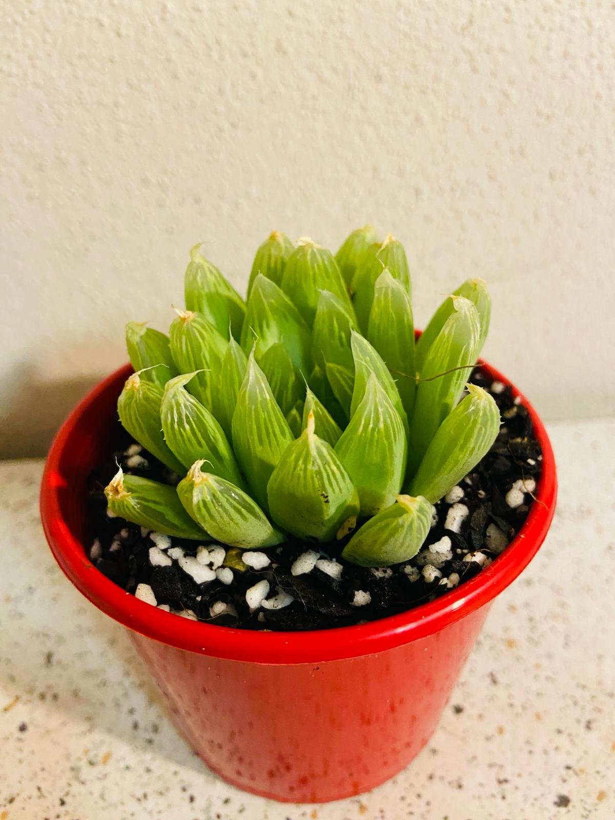 succulent with see through leaves Buy Haworthia Cymbiformis Hybrid